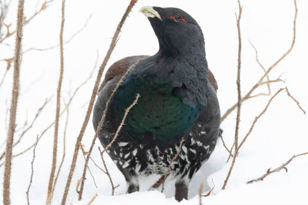 istock Western Capercaillie, Tetrao urogallus 1820208934