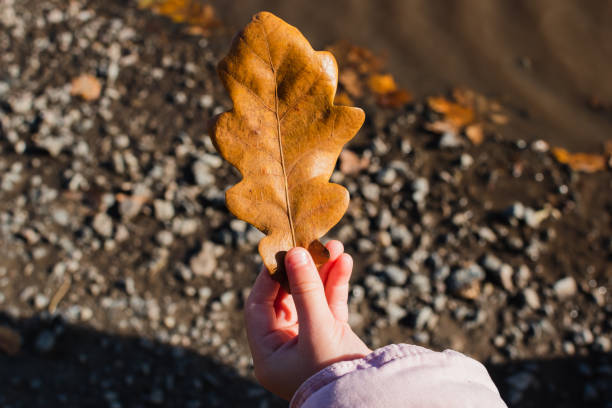 istock A child's hand holds a yellow leaf from a tree. A fallen leaf in the sunlight 1820215025