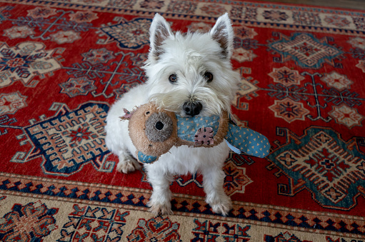 A cute West Highland terrior, sitting on a patterned rug, in a domestic home, with a favourite toy bear in her mouth, looking pleadingly at her owner, wanting to play together.