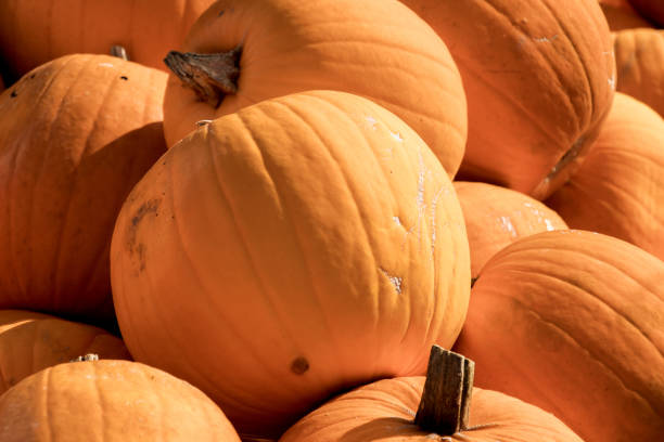 istock Colorful pumpkins in a large box 1820227774