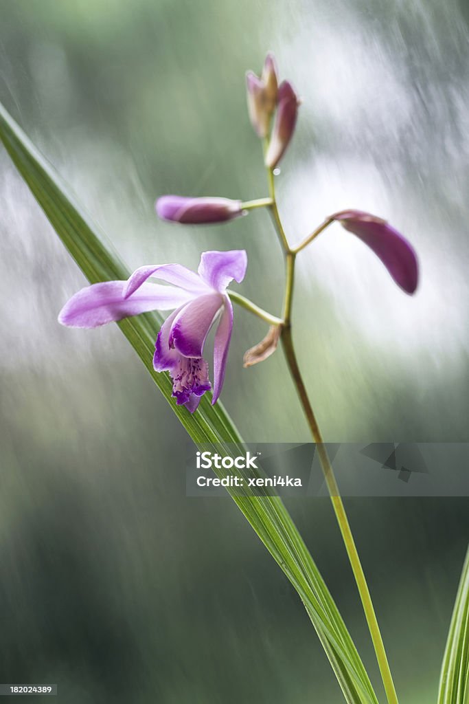 Orquídea apenas blossomed na chuva - Royalty-free Ao Ar Livre Foto de stock