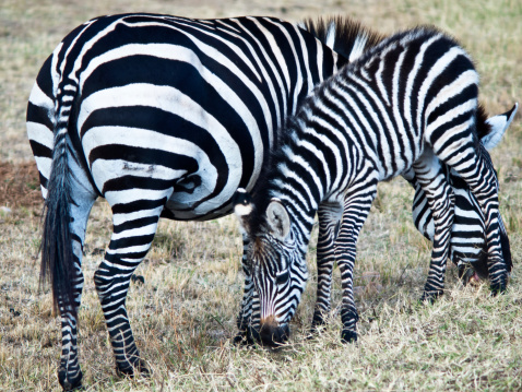 Two wild zebra eating grass in the open air