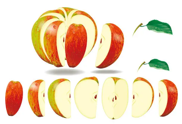 Vector illustration of Realistic sliced apple with leaf on a white background