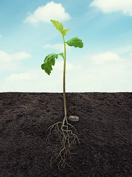 Photo of sprout of oak with root in ground at sky background