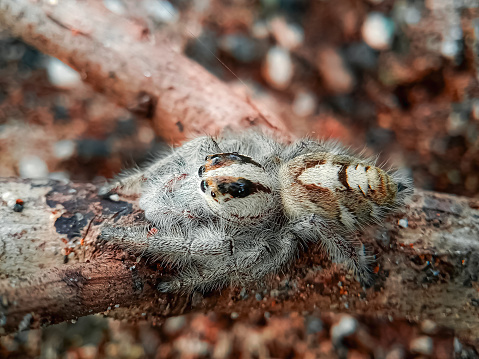 Top view of a hyllus jumping spider