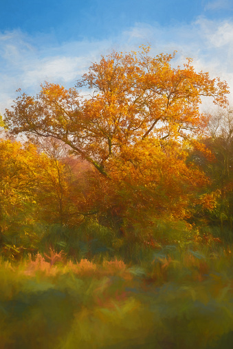 Digital oil painting illustration of vibrant autumn fall UK woodland trees, and foliage.