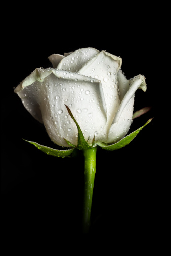 Close-up shot of white rose isolated on black background