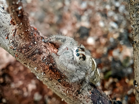 A hyllus spider is resting on a branch