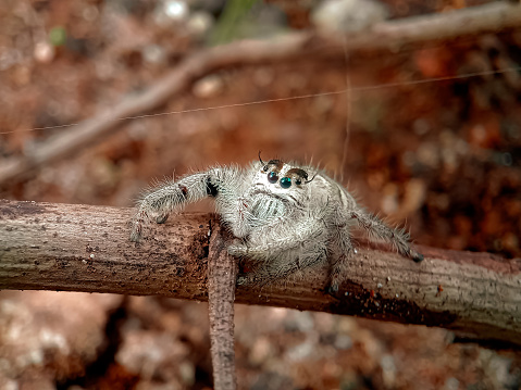 A hyllus spider is resting on a branch