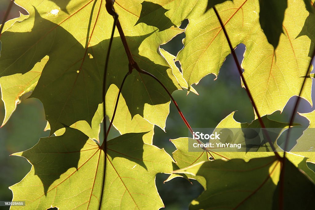 Светящийся Maples листья - Стоковые фото Без людей роялти-фри