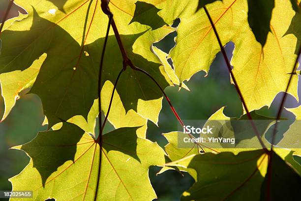 Светящийся Maples Листья — стоковые фотографии и другие картинки Без людей - Без людей, Ботаника, Весна