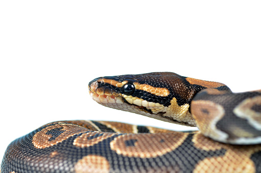 Common Boa snake on a high key background