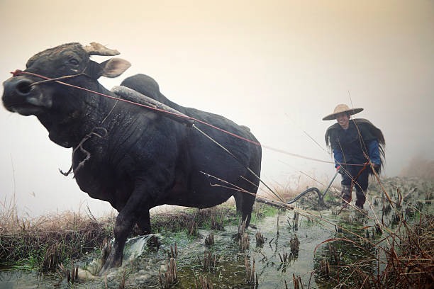 agricoltore cinese - developing countries farmer rice paddy asia foto e immagini stock