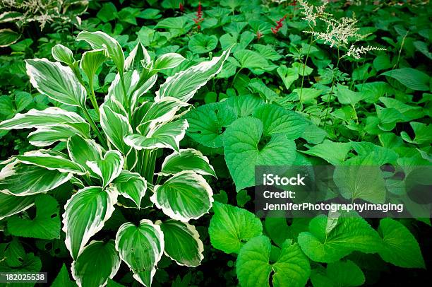 섀이드 정원 관목에 대한 스톡 사진 및 기타 이미지 - 관목, 다년생 식물, 옥잠화