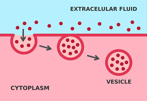 The material is surrounded by cell membrane to form a vesicle containing ingested material. Vector illustration.