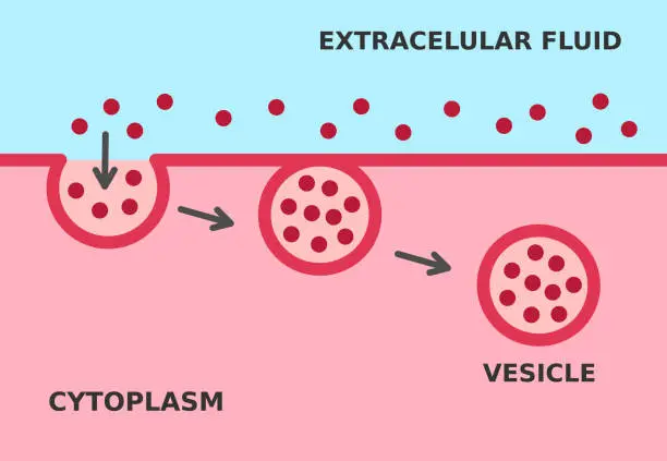 Vector illustration of Endocytosis process. Cellular mechanism in which substances are brought into the cell.