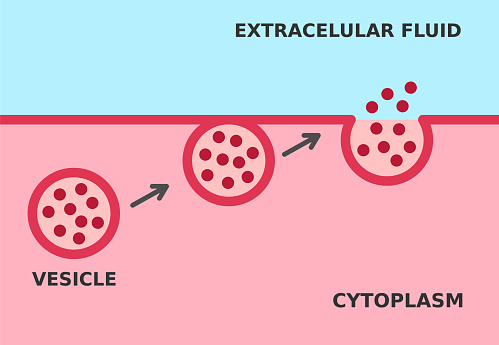 Active and bulk transport mechanism that requires energy. Fusion of secretory vesicles with the plasma membrane. Vector illustration.