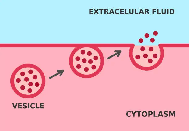 Vector illustration of Exocytosis process. Cell transports particles out of the cell.