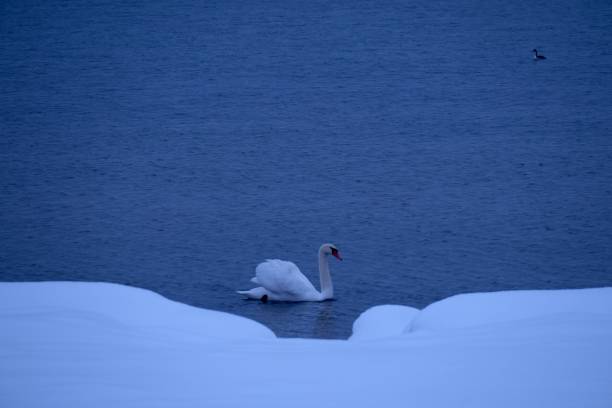 a wan swimming on the baltic sea, at the cost of the beach, in winter. The beach sand is full of snow. North Germany.