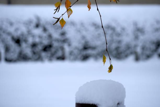istock Autumn Leaves and Snow 1820256359