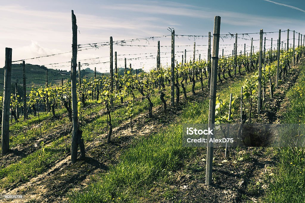 Roero vineyard Landscape of Langhe area in Piedmont region - Canale d'Alba - Italy. Vineyard Stock Photo