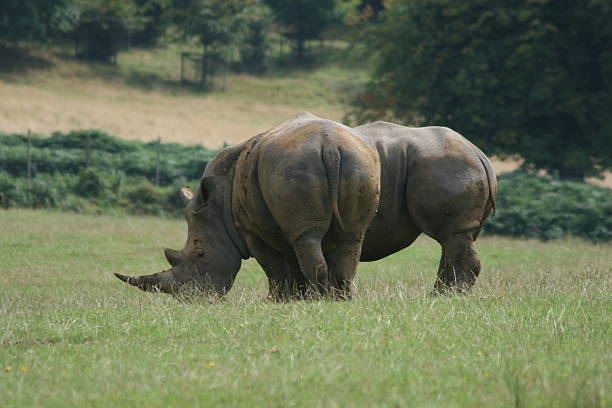 Two Rhino Standing stock photo