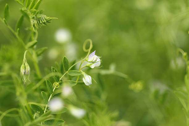 blooming lentils stock photo