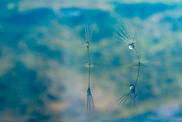 Nature in detail, dandelion flower seed close up with dewdrops on a landscape background with copy space