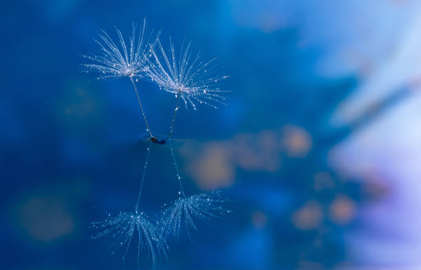 Nature in detail, dandelion flower seed close up with dewdrops with a purple flower on background with copy space