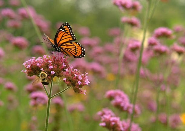 Butterfly and Bumble Bee stock photo