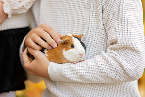 Child hands, holding guinea pig outdoors, autumntime