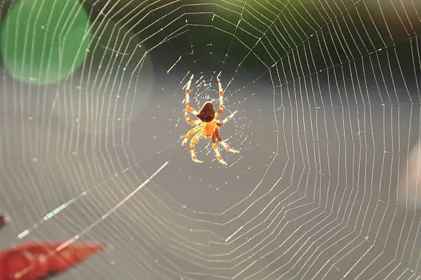 "A cat-face spider, or Araneus gemmoides, in a sheet spider web, lit from behind by the sun."