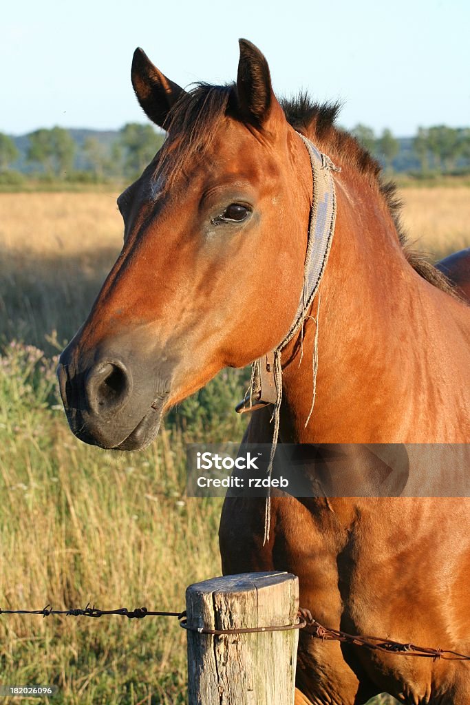 Horse Horse Stock Photo