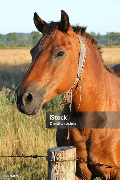 Horse Stock Photo - Download Image Now - Horse, Animal, Animal Body