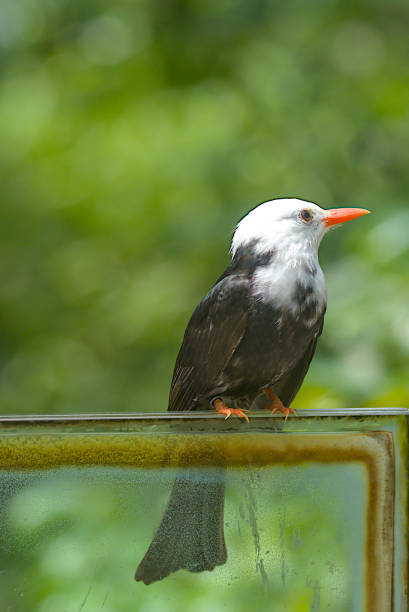 la imagen del pájaro negro de cabeza blanca bulbul en la rama de un árbol contra el telón de fondo de la naturaleza. - thorn black bird tree fotografías e imágenes de stock