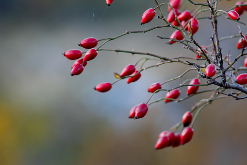 Rosehip fruits on a leafless branch in late autumn