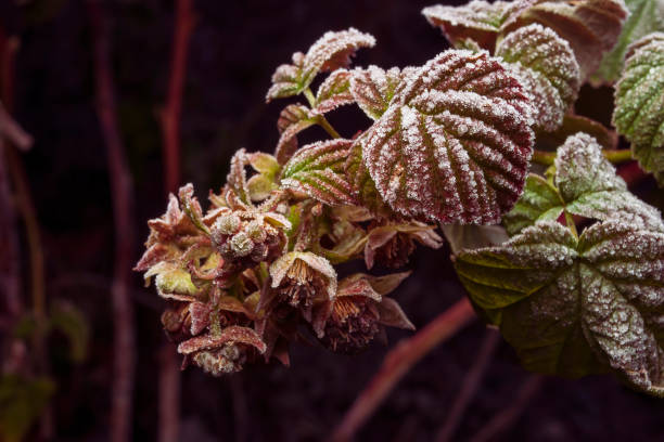 istock A branch of raspberries is coated with ice crystals, creating a contrast between the red berries and the green leaves 1820261685