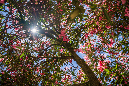 Beautiful tree with pink flowers