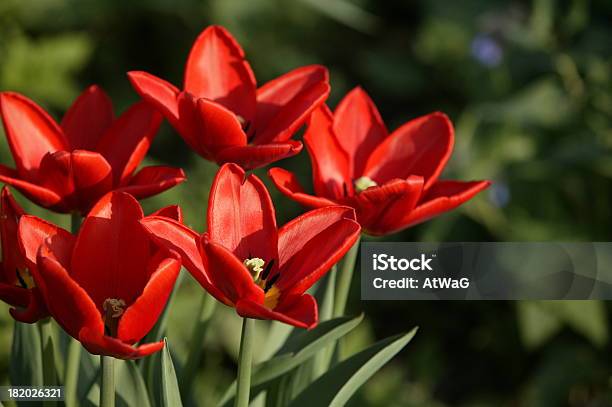 Tulipanes Rojos Foto de stock y más banco de imágenes de Copiar - Copiar, Corte transversal, Crecimiento