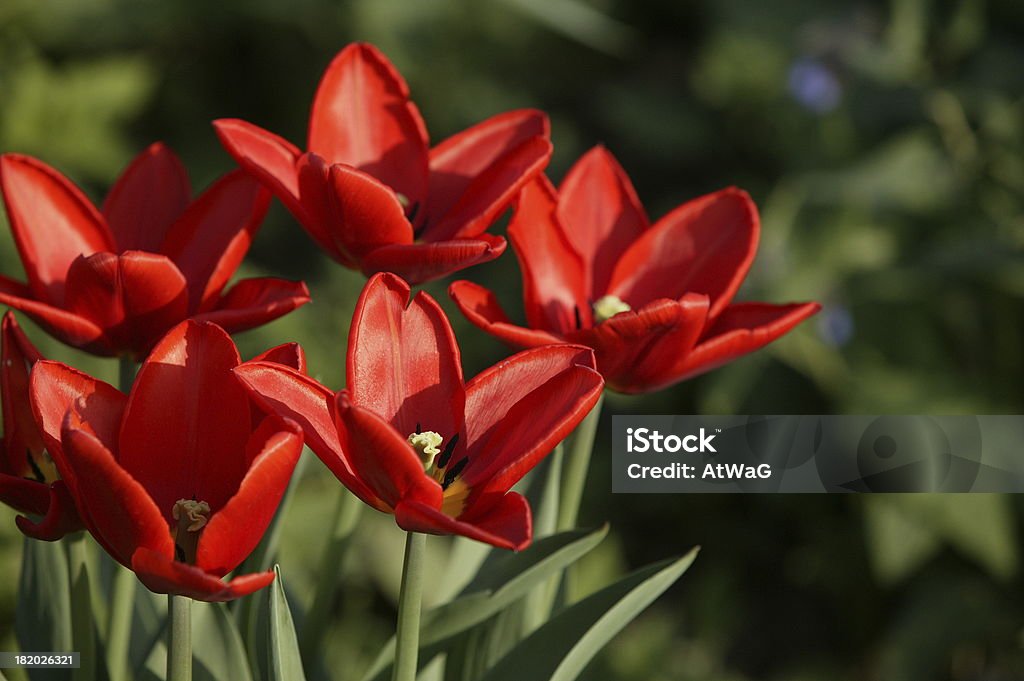 Глубокий красный тюльпаны - Стоковые фото Без людей роялти-фри