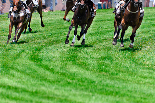 Head On shot of horse coming into a turn during a steeplechase race on turf