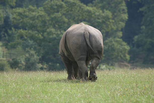 Rhino Back stock photo