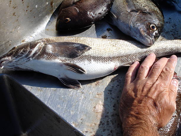 Spear Fisherman's Catch Cleaning fish caught while spearfishing left handed catcher stock pictures, royalty-free photos & images