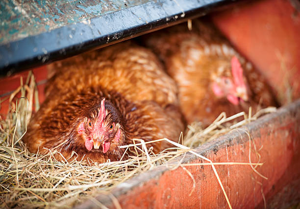 Photo of Hens Laying Eggs