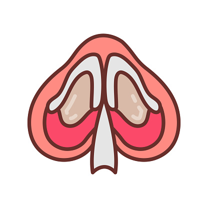 Nasal Septal icon in vector. Logotype