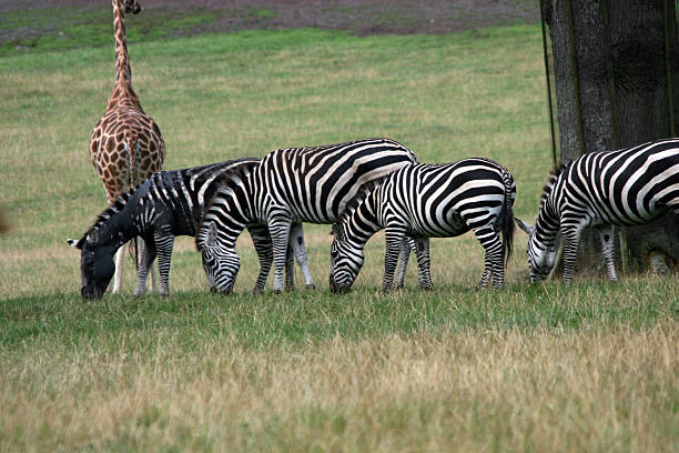 Zebra Family stock photo