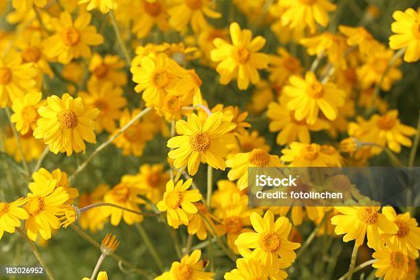 Yellow Anacyclus Pyrethrum Flowers Stock Photo - Download Image Now - Beauty, Close-up, Colors
