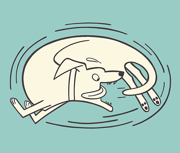 ilustraciones, imágenes clip art, dibujos animados e iconos de stock de perro atrapar su extremo - chasing