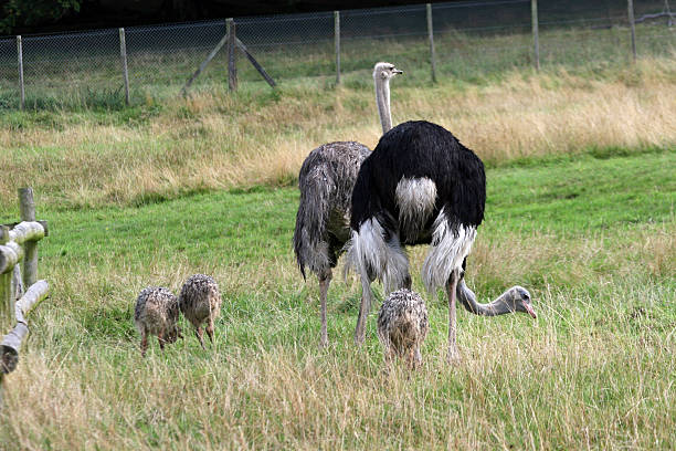 Ostrich family stock photo