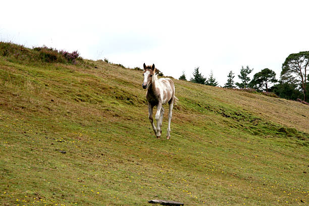 Running Foal stock photo